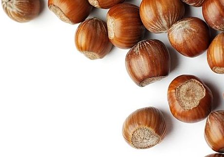 Kacang hutan