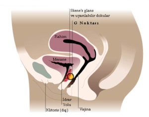 G-spot