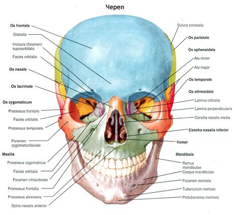 Skull