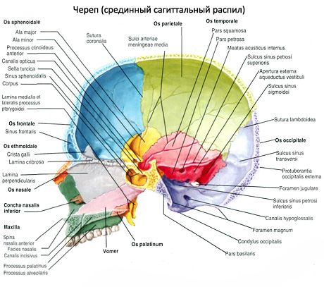 Skull