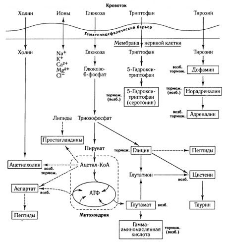 Laluan pertukaran mediator dan peranan penghalang darah-otak dalam metabolisme (menurut: Shepherd, 1987)