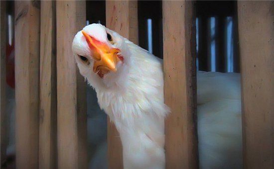 Doktor Jerman membunyikan penggera: mikrob tahan antibiotik yang terdapat dalam daging ayam