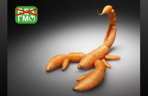 Mengapa Amerika tidak mahu melepaskan makanan yang diubah suai secara genetik?