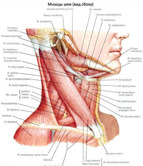 Otot payudara-clavicular-mastoid (m Sternocleidomastoideus)