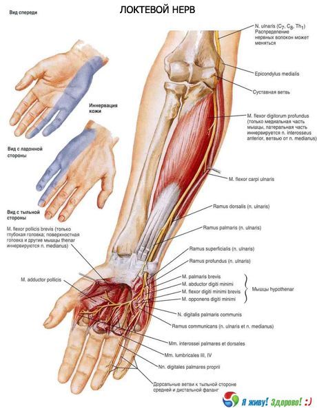 Saraf ulnar