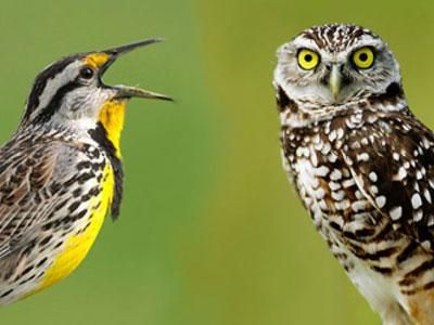 Burung awal lebih gembira daripada burung hantu
