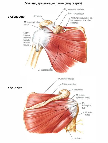 Otot subscapular