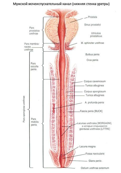 Uretra lelaki, uretra lelaki