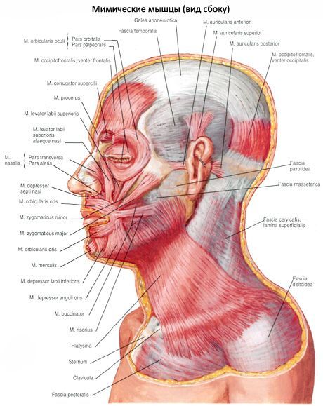 Otot auricle