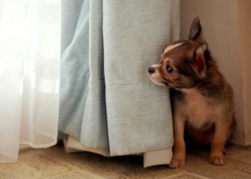 Anjing merasa ketakutan