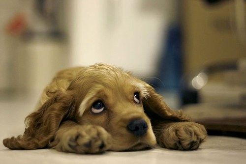 Rasa kesedihan anjing