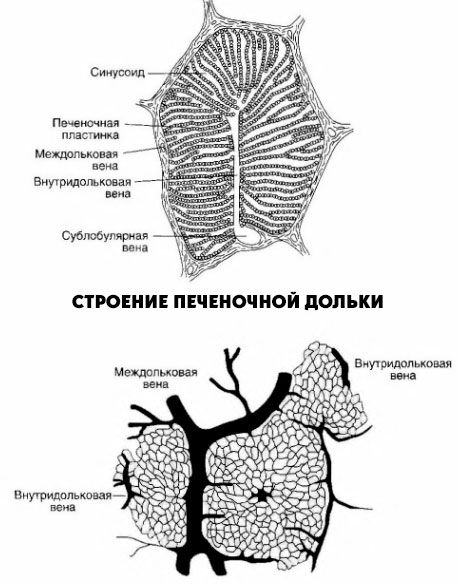 Struktur lobus hepatic