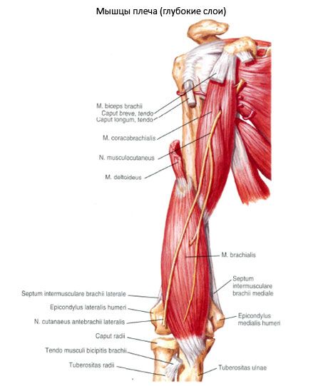 Otot bilier-humeralis (m.coracobrachialis)