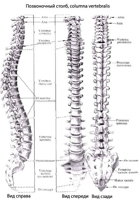 Lajur vertebra (tulang belakang)