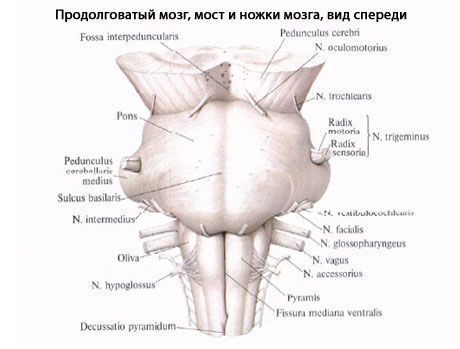 Medula oblongata