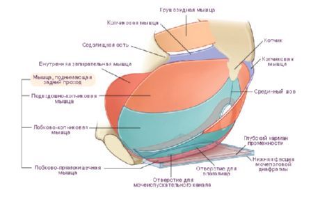 Bahagian bawah pelvis