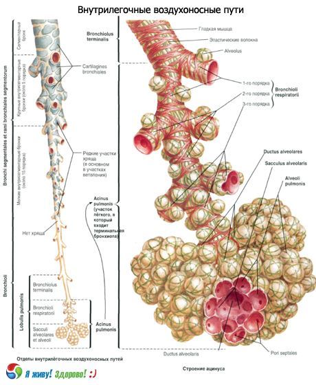 Bronchi.  Sistem pernafasan bronkus