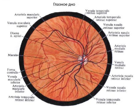 Fundus mata