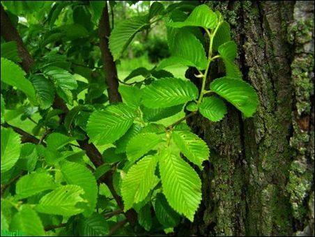 Elm licin