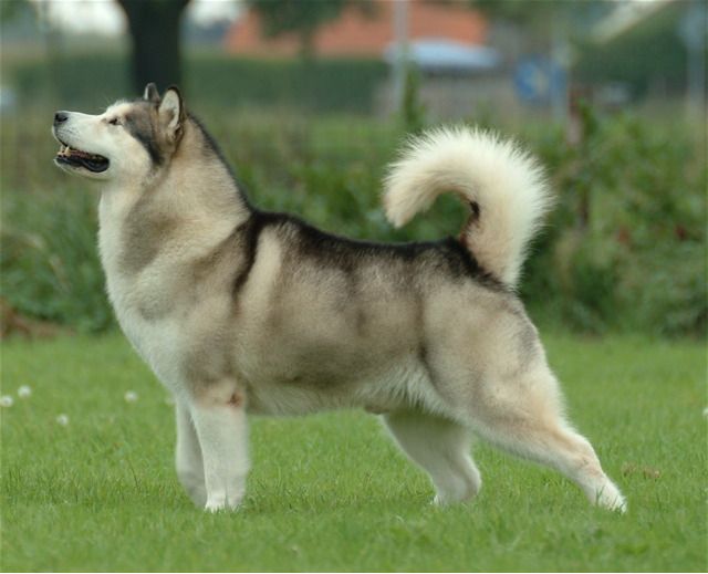 Malamute Alaskan Gergasi