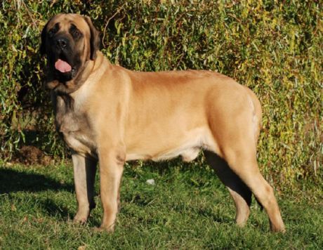 Mastiff Inggeris Lama