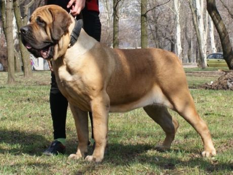 Mastiff Sepanyol