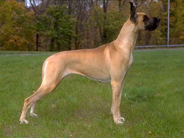 Hebat Dane