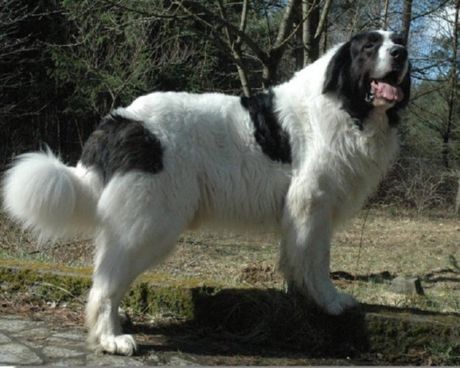 Mastiff Pyrenean