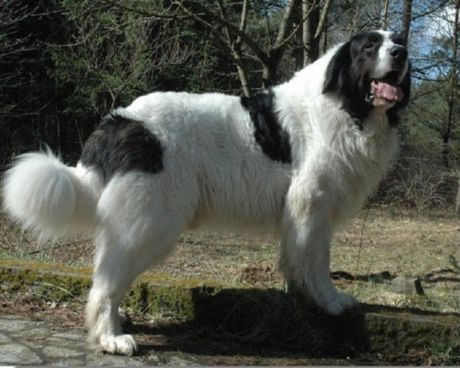 Pyrenean Mastiff