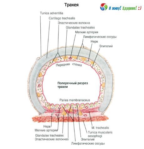 Trachea.  Struktur membran mukus trakea