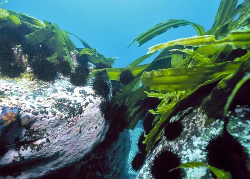 Jika populasi memerang laut dipulihkan, mereka pula akan mengurangkan bilangan landak laut, yang bermakna akan ada lebih banyak kelp.