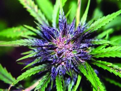 Pelbagai ganja perubatan tanpa kesan narkotik telah dibangunkan