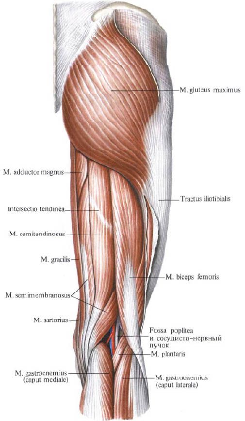 Otot gluteus (gluteus maximus)