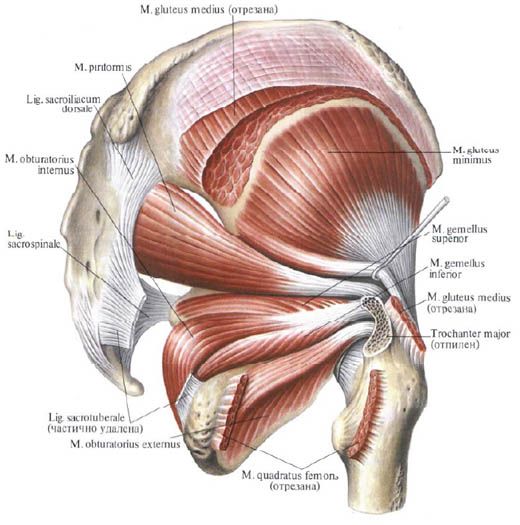 Otot gluteus (gluteus medius)