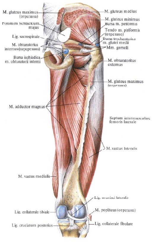 Otot gluteus (gluteus minimus)