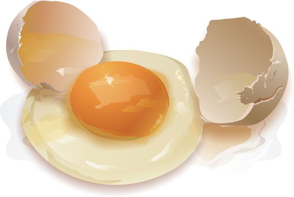 tindakan diet telur